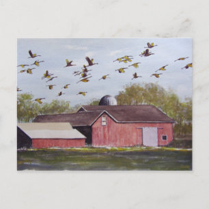 Wisconsin Sand Cranes-vykort Vykort