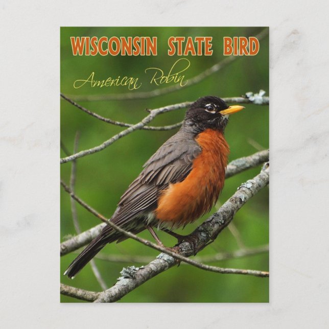Wisconsin State Bird - American Robin Vykort (Framsida)