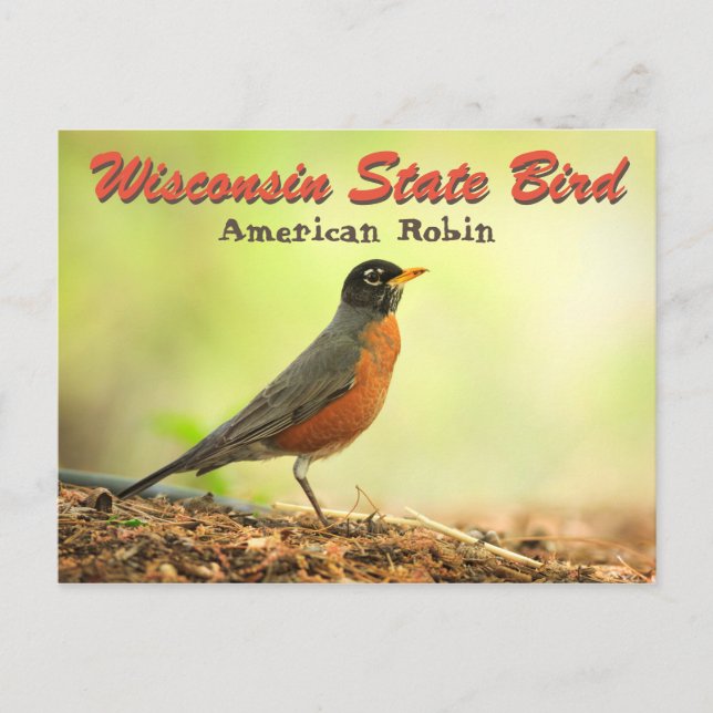Wisconsin State Bird Robin Vykort (Framsida)