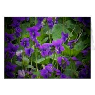 Wisconsin State Flower: Wood Violet Card Hälsningskort
