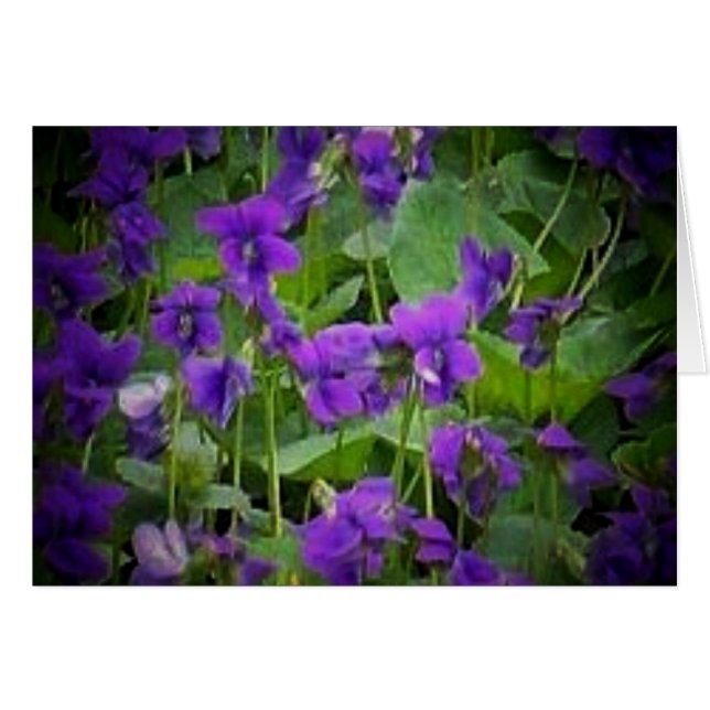 Wisconsin State Flower: Wood Violet Card Hälsningskort (Framsidan Horizontal)