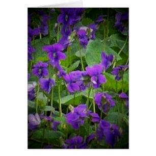 Wisconsin State Flower: Wood Violet Card Hälsningskort