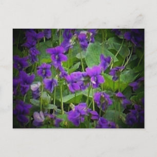 Wisconsin State Flower: Wood Violet Postcard Vykort