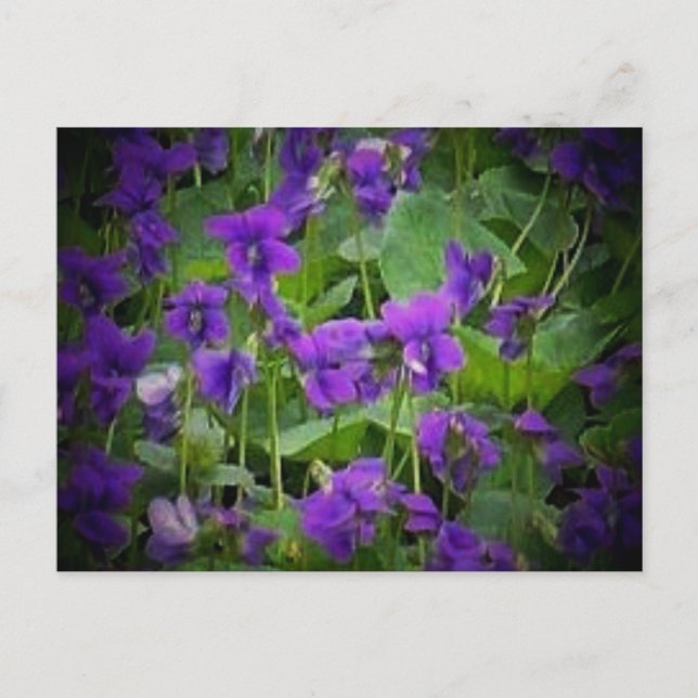 Wisconsin State Flower: Wood Violet Postcard Vykort (Framsida)