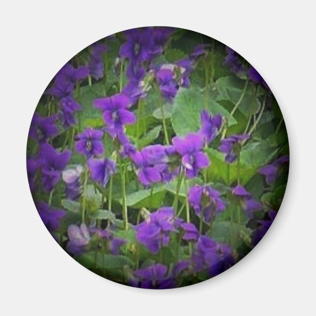 Wisconsin State Flower: Wood Violet spotlight Magnet (Framsidan)