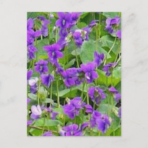 Wisconsin Wood Violets - Anpassad Vykort