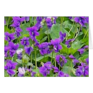 Wisconsin Wood Violets Hälsningskort