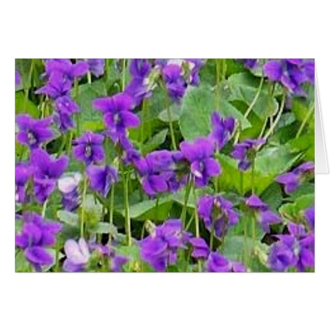 Wisconsin Wood Violets Hälsningskort (Framsidan Horizontal)