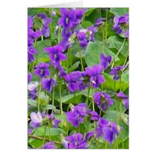 Wisconsin Wood Violets Hälsningskort