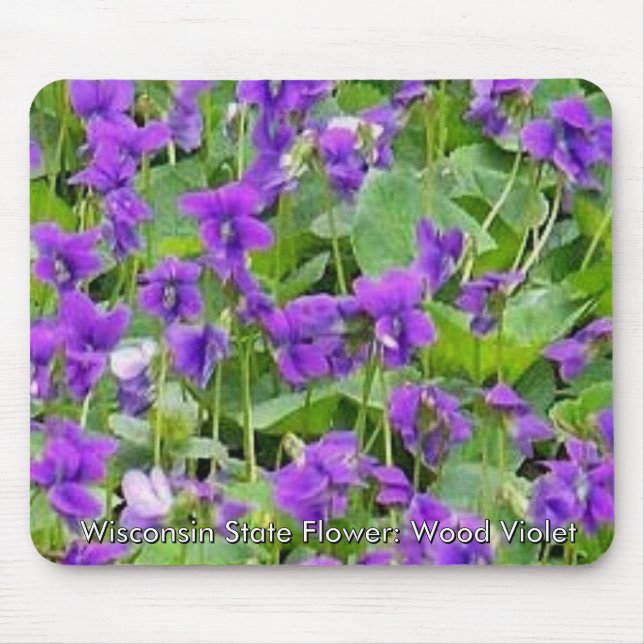 Wisconsin Wood Violets Musmatta (Framsidan)