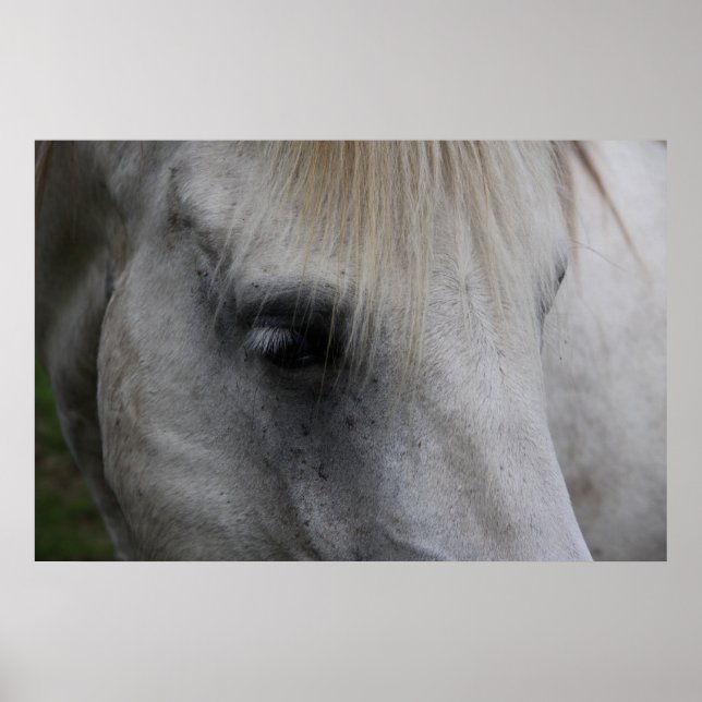 Wisdom-vitbok - Poster (Framsidan)