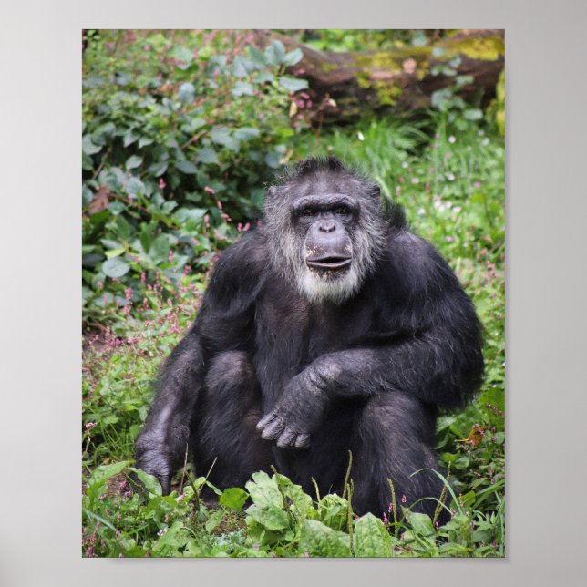 Wise Chimpanzee Poster (Framsidan)