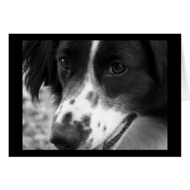 Wise Hund Hälsningskort (Framsidan Horizontal)