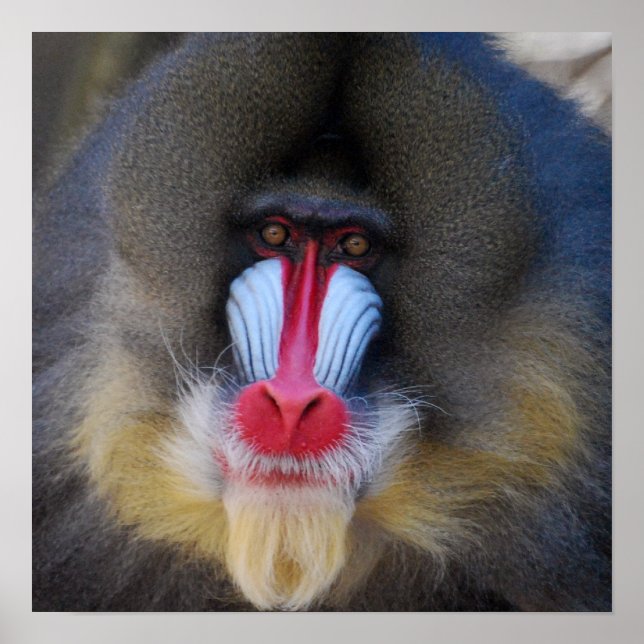 Wise Mandrill Monkey Poster (Framsidan)