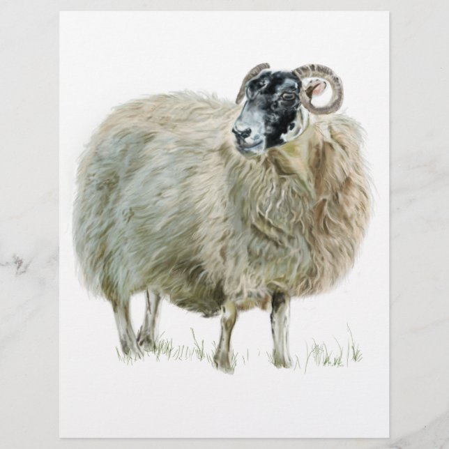 Wise Mor Sheep (Framsida)