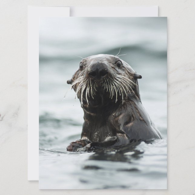 Wise Otter (Framsida)