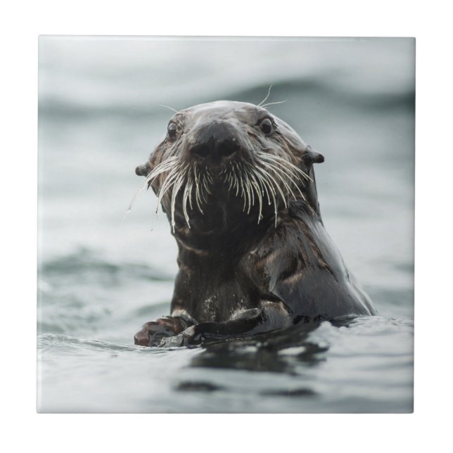 Wise Otter Kakelplatta (Framsidan)