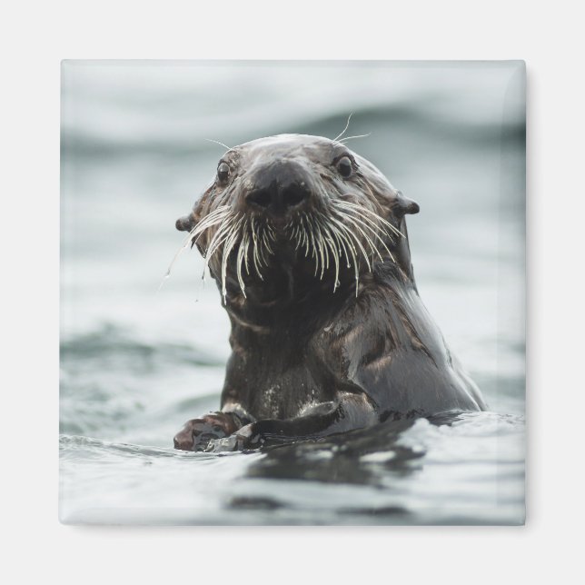 Wise Otter Magnet (Framsidan)