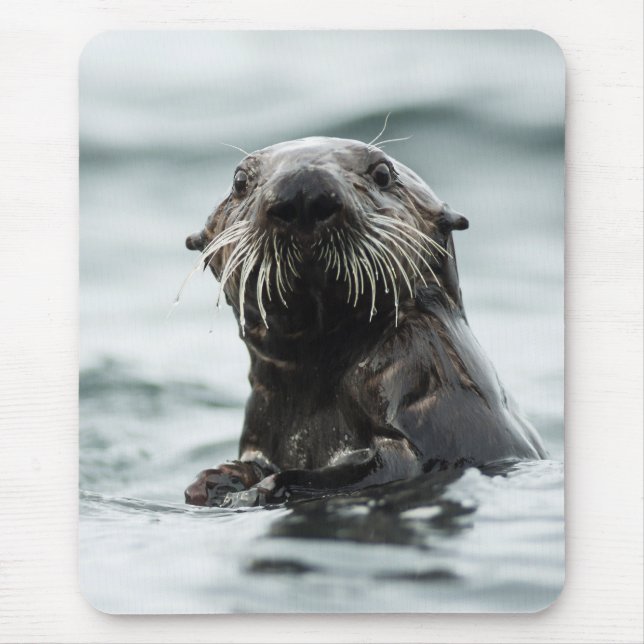 Wise Otter Musmatta (Framsidan)