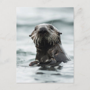 Wise Otter Vykort