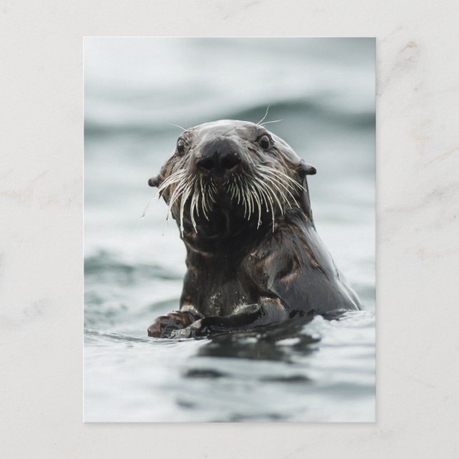 Wise Otter Vykort (Framsida)