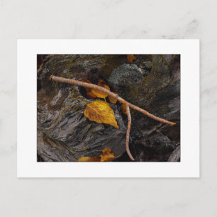 ’Wishbone’ Vykort
