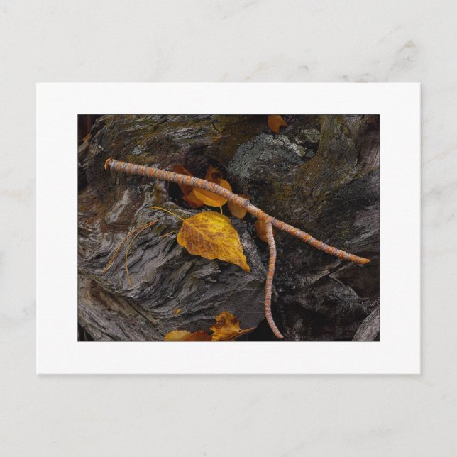 ’Wishbone’ Vykort (Framsida)