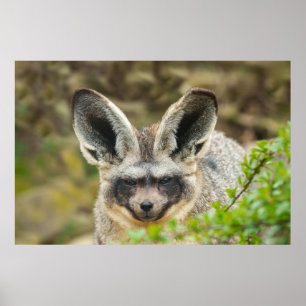 Wispers of the Night: Fladdermus-Eared Fox Poster
