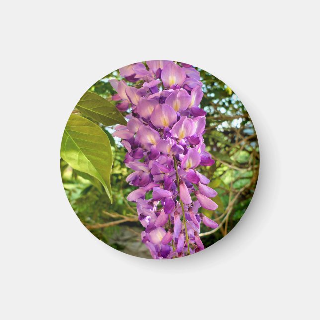 Wisteria Bloom Magnet (Framsidan)