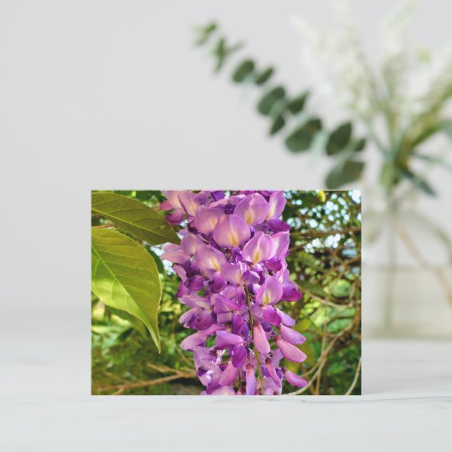Wisteria Bloom Vykort (Stående Fram)