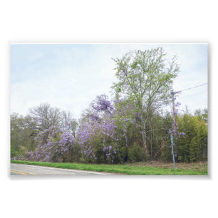 Wisteria Blooming Along a Texas Road Fototryck
