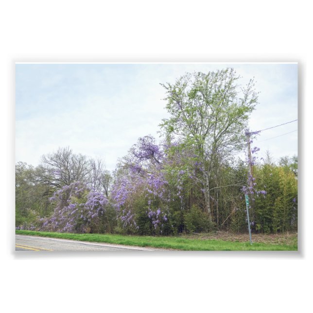 Wisteria Blooming Along a Texas Road Fototryck (Framsidan)