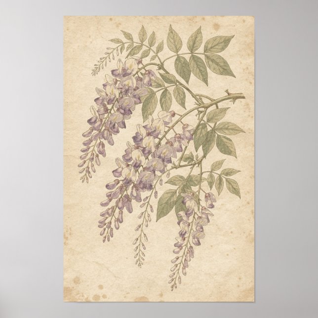 Wisteria Botaniskt Tryck (Framsidan)