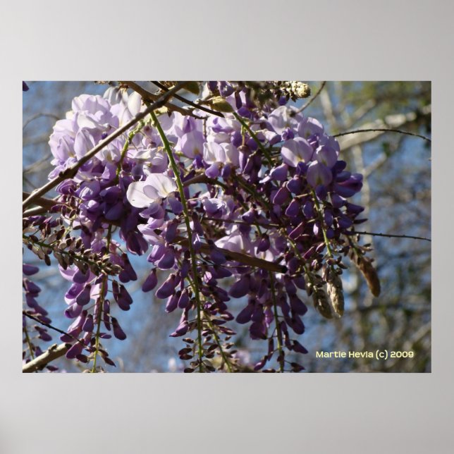 Wisteria Cluster Poster (Framsidan)