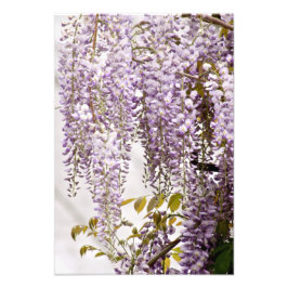 Wisteria Flowers 1 Fototryck