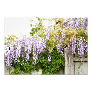 Wisteria Flowers 3 Fototryck