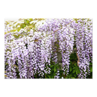 Wisteria Flowers Fototryck