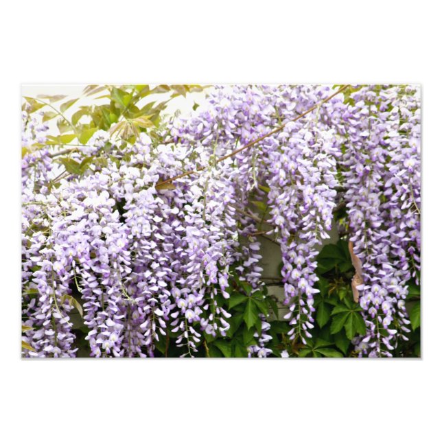 Wisteria Flowers Fototryck (Framsidan)