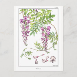 Wisteria Flowers - Maurice Pillard Verneuil - Vykort