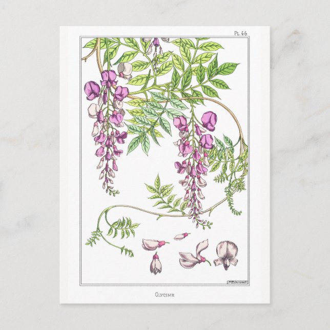 Wisteria Flowers - Maurice Pillard Verneuil - Vykort (Framsida)
