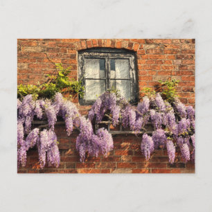 WISTERIA FLOWERS VYKORT