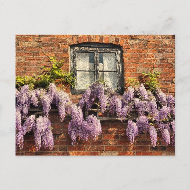 WISTERIA FLOWERS VYKORT (Framsida)