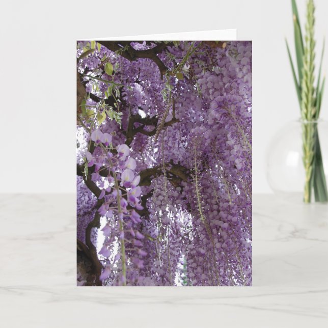 Wisteria för kort (Framsida)