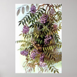 Wisteria Frutescens Botanical Art Painting Poster
