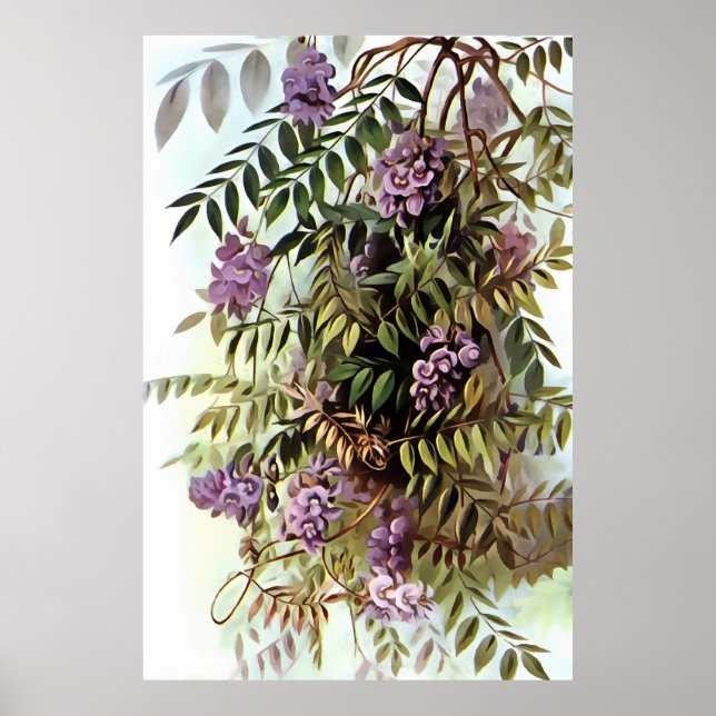 Wisteria Frutescens Botanical Art Painting Poster (Framsidan)