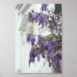 Wisteria, Gammal Kyrka, Charleston, South Carolina Poster