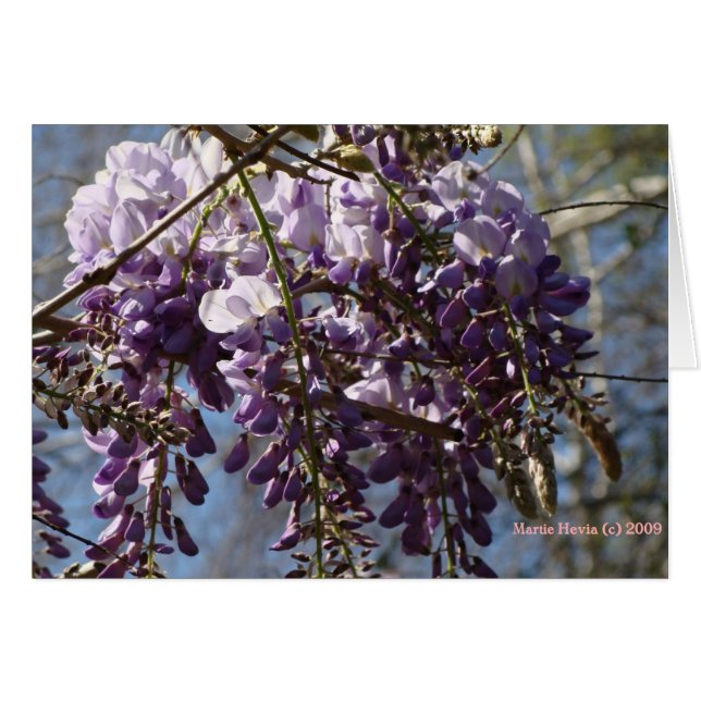 Wisteria Hälsningskort (Framsidan Horizontal)