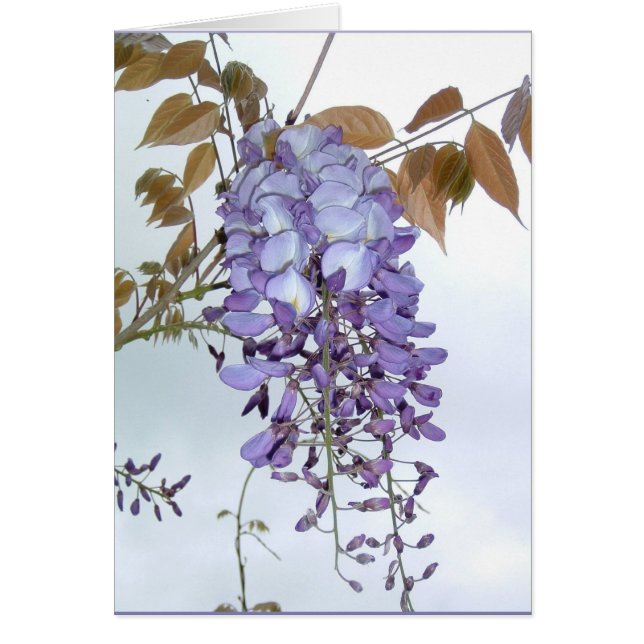 Wisteria Hälsningskort (Framsidan)