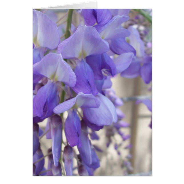 Wisteria Hälsningskort (Framsidan)