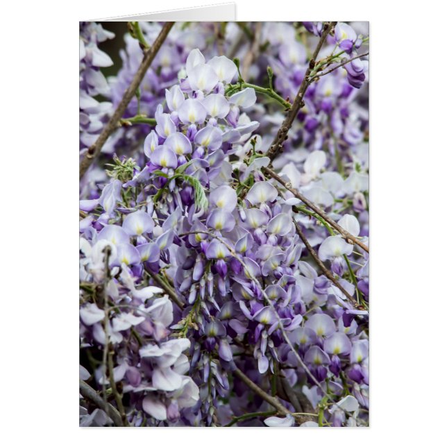 Wisteria Hälsningskort (Framsidan)